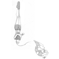 Tomb Raider Legend Fluid Movement Sketches